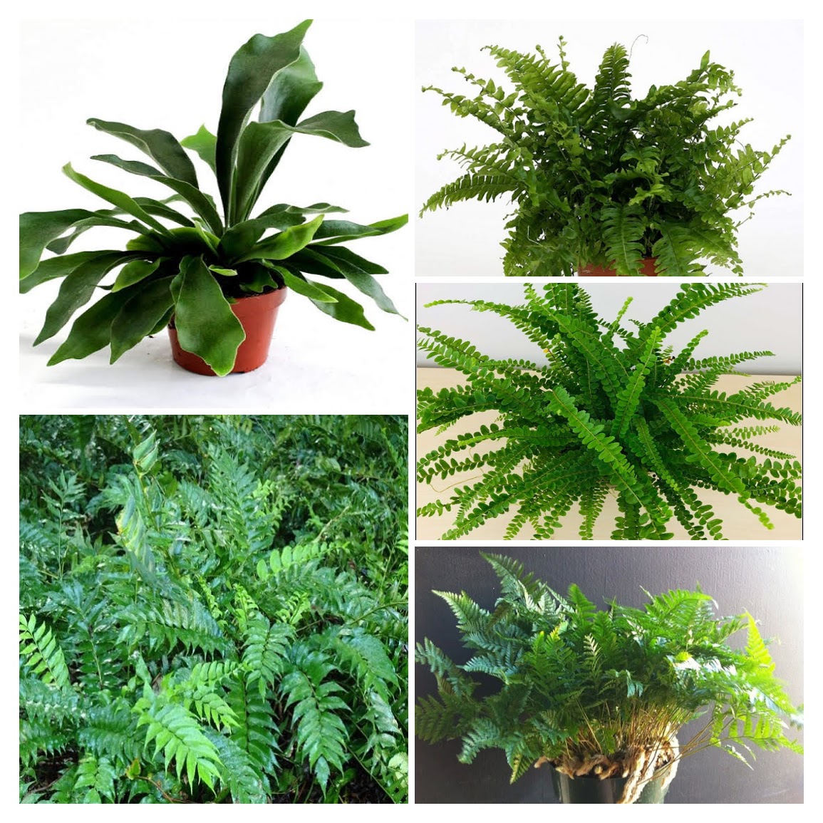 Fern Plants collage