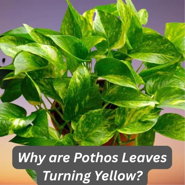 Pothos Plant
