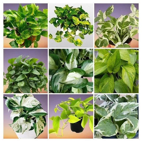 Pothos Varieties Collage
