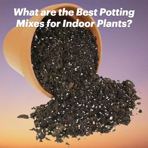 Image of Indoor Potting Mix
