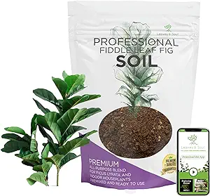 Professional Fiddle Leaf Fig Soil