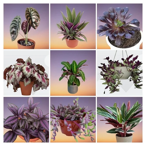 Purple Houseplants Collage