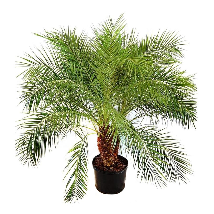 Indoor Palm, Pygmy Date Palm