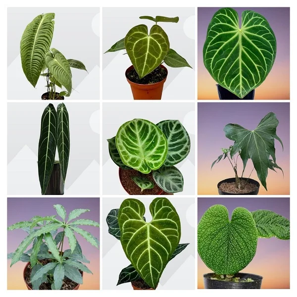 Rare Anthurium Varieties Collage