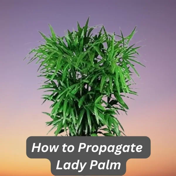 Lady Palm, Rhapis excelsa
