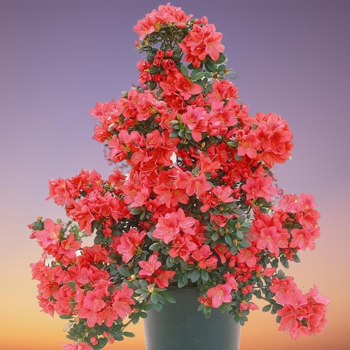 Azalea Plant Care, Rhododendron simsii Care