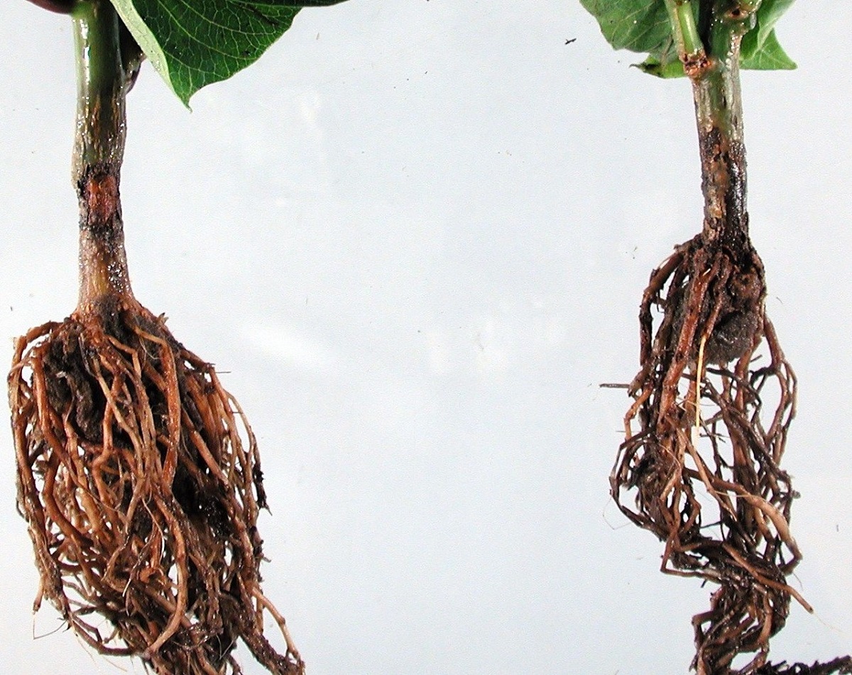Houseplant Disease, Root rot disease
