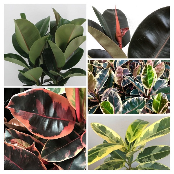Rubber Plants collage