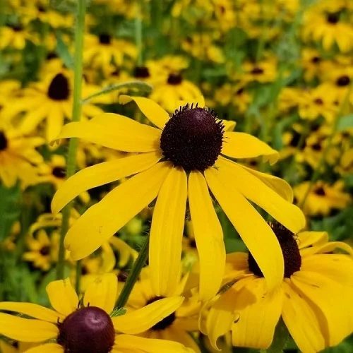 Black-eyed Susan, Rudbeckia-hirta