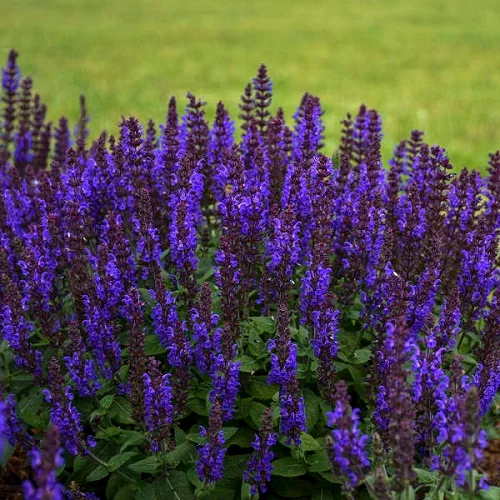 Woodland Sage, Salvia nemorosa, Balkan Clary