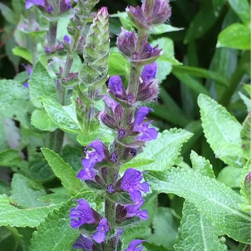 Woodland Sage, Salvia nemorosa, Balkan Clary