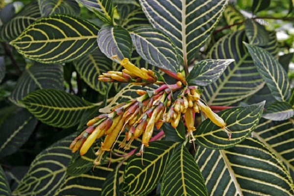 Sanchezia Plant, Sanchezia nobilis