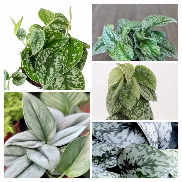 Satin Pothos Plants Collage