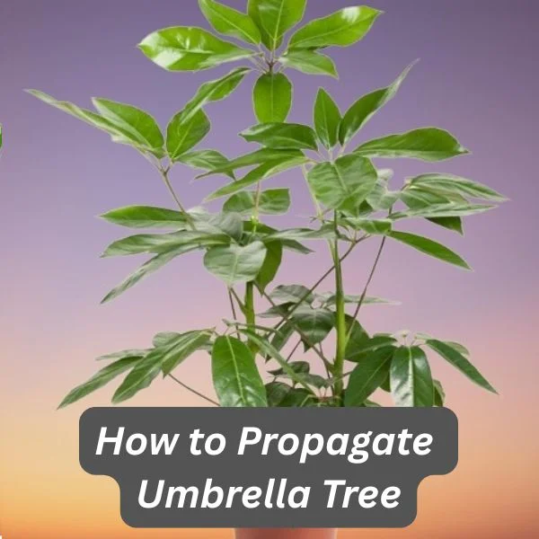 Umbrella Tree, Schefflera actinophylla