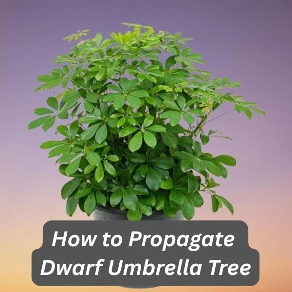 Schefflera arboricola, Dwarf Umbrella Tree, Dwarf Schefflera