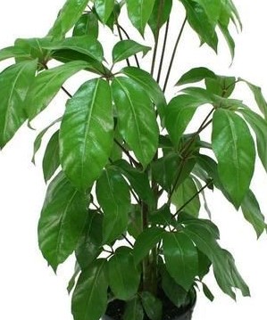 Umbrella Tree, Schefflera actinophylla