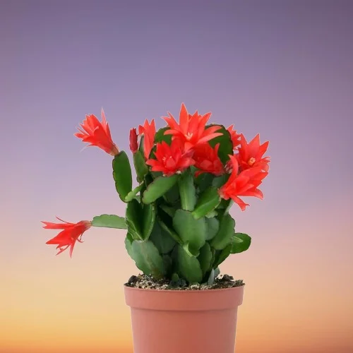 thumbnail image 2 of Christmas Cactus (Schlumbergera-Hybride), Potted Plant Stock Photo - Alamy 2 of 9