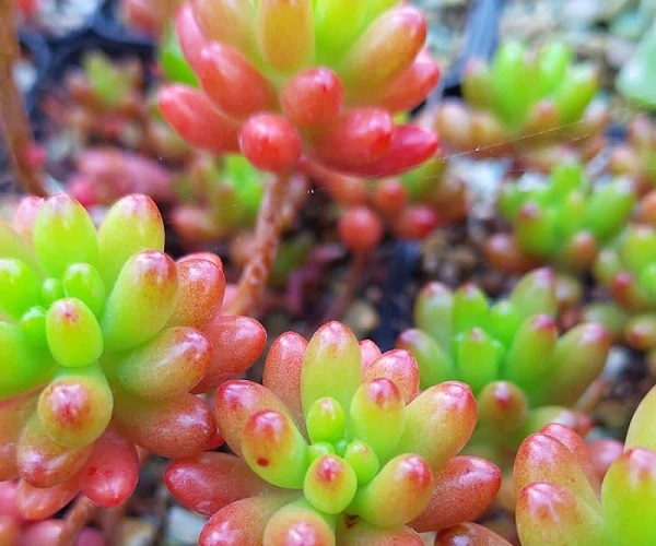 Jelly Beans Plant