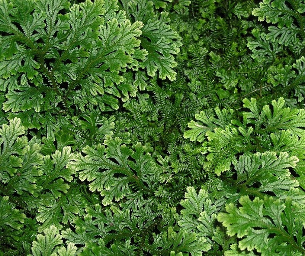 Creeping Moss, Selaginella