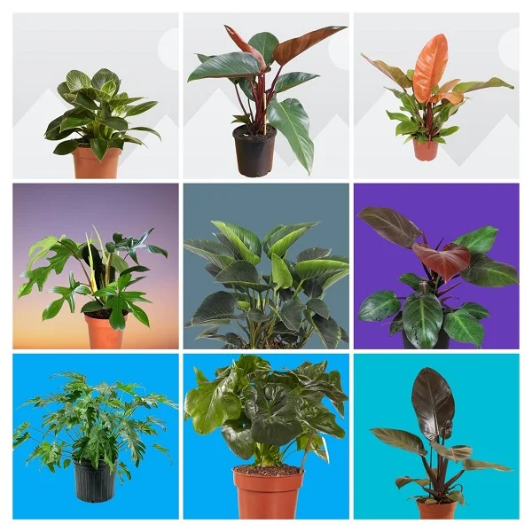 Self-heading Philodendrons Collage