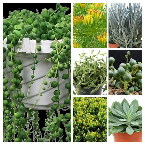 Senecio Plants Collage