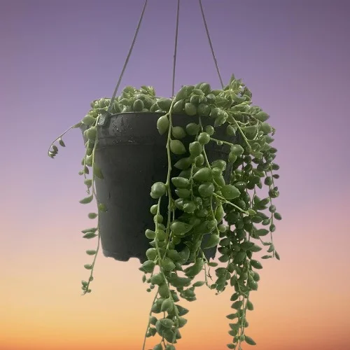 String of Pearls Plant, String of Beads Plant, String of Pearls Plant