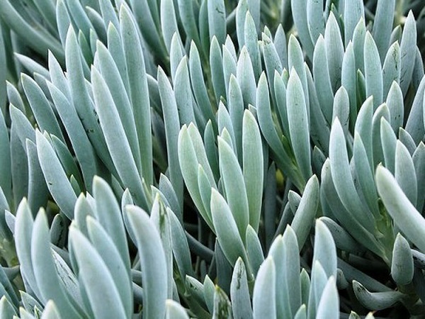 Blue Chalksticks Plant, Senecio serpens, Curio repens