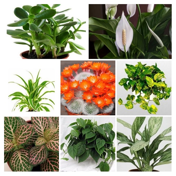 Small Houseplants Collage