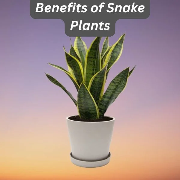 Snake Plant, Sanseviera spp