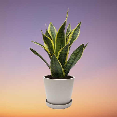 Snake Plant, Mother-in-law's Tongue Plant, Dracaena trifasciata