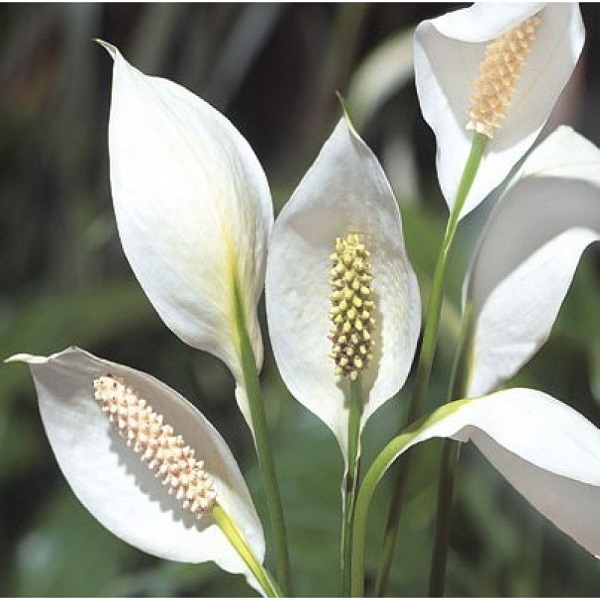 Peace Lily Care, Spathiphyllum wallisii Care