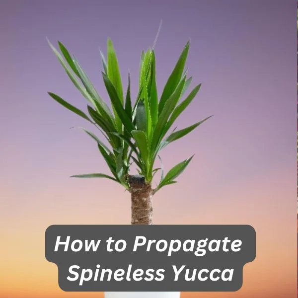 Spineless Yucca, Yucca gigantea