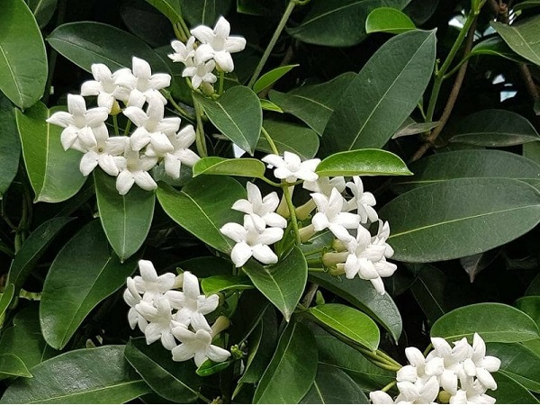 Madagascar Jasmine, Stephanotis floribunda