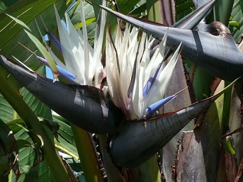 White Bird of Paradise Plant, Strelitzia nicolai