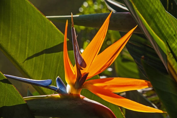 Bird of Paradise Plant, Strelitzia reginae