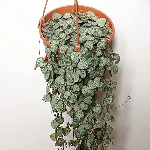 String of Hearts Plant, Ceropegia woodii