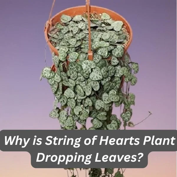 String of Hearts Plant, Ceropegia woodii
