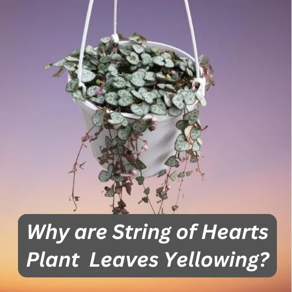 String of Hearts Plant, Ceropegia woodii
