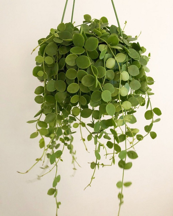 String of Nickels Plant