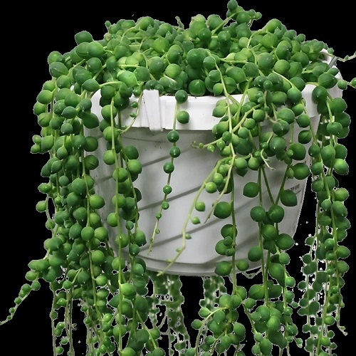 Houseplant, String of pearls plant