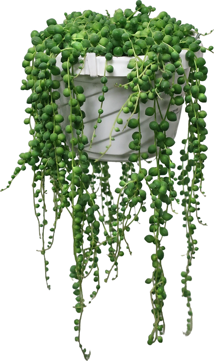 Houseplant, String of Pearls