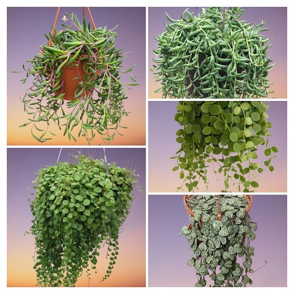 Houseplants, String of Plants Collage