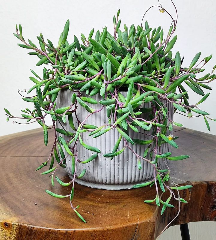 String of Rubies Plant, Othonna capensis