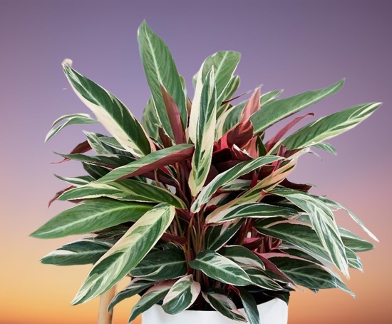 Stromanthe triostar Plant Care