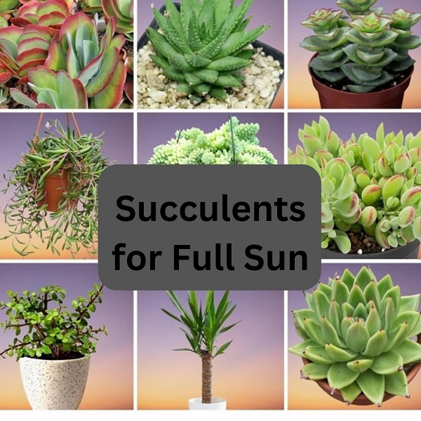 Succulents for Full Sun Collage