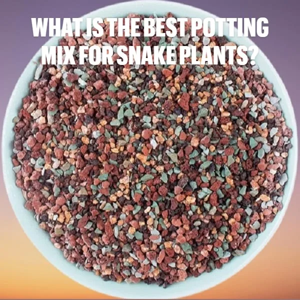 Succulents Potting Mix