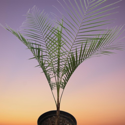 Dwarf Coconut Palm, Syagrus weddelliana