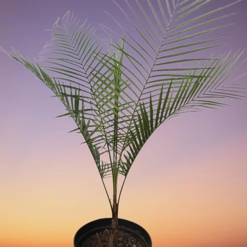 Weddell's Palm, Queen Palm