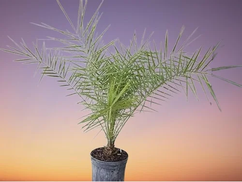 Weddell's Palm, Syagrus weddelliana