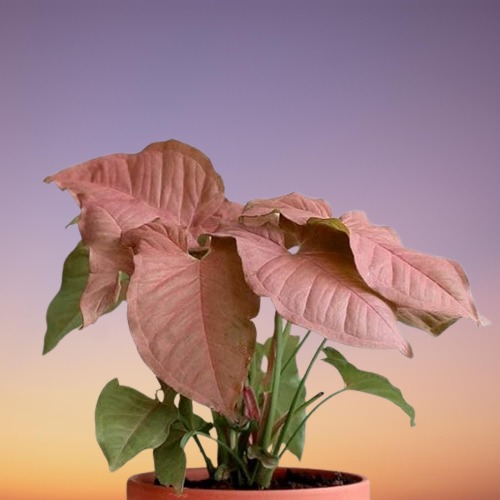 Syngonium Pink Allussion